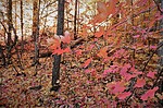 photo thumbnail #11