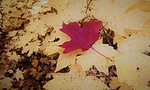 photo thumbnail #15