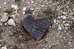 photo thumbnail #12