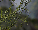 2019-12-27 :1: Butcher Jones Trail #463 :: roaminghiker
