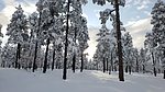 photo thumbnail #12