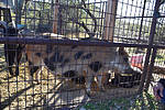 photo thumbnail #11