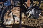 photo thumbnail #13