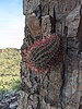 photo thumbnail #3