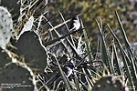 photo thumbnail #8