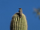 photo thumbnail #15