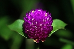 photo thumbnail #10