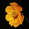 photo thumbnail #12