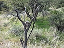 photo thumbnail #10