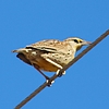 2020-01-18 :2: Cibola National Wildlife Refuge :: gummo