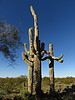 photo thumbnail #11