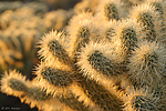 Featured Detail Photo