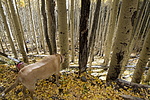 photo thumbnail #12