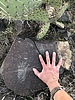 photo thumbnail #2