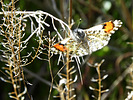 photo thumbnail #14