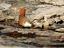 2020-01-31 :3: Barking Miners Lollipop :: outdoor_lover