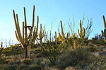 photo thumbnail #7