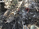 photo thumbnail #2