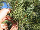 photo thumbnail #12