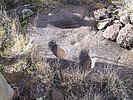 2020-02-08 :2: Skull Mesa Ruins :: DixieFlyer