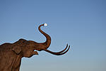 photo thumbnail #4