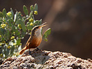 2020-02-14 :2: Chuparosa Canyon - Superstitions :: outdoor_lover