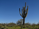 photo thumbnail #13