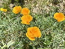 recent photo