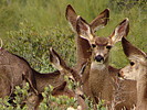 photo thumbnail #12