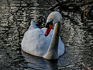 photo thumbnail #15