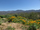 photo thumbnail #11
