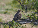 2020-03-01 :3: Wandering My Desert Backyard :: Oregon_Hiker