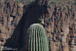 photo thumbnail #12