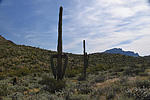 photo thumbnail #12