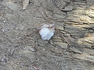 photo thumbnail #11