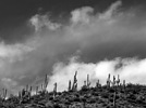 photo thumbnail #13