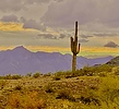 photo thumbnail #13