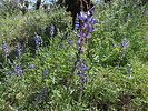 photo thumbnail #12