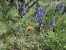 photo thumbnail #14