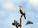 photo thumbnail #10