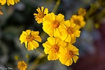 Featured Detail Photo