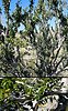 2020-03-21 :1: Parking Lot Connector Trail - Skyline RP :: joebartels