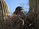 photo thumbnail #15