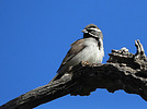 photo thumbnail #14