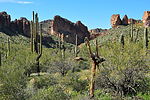 photo thumbnail #7