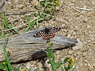 photo thumbnail #8