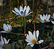 photo thumbnail #14