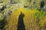 2020-03-28 :1: Apache Peak - Elephant Mtn - Maricopa Tr Loop :: joebartels