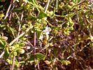 2020-03-27 :1: Bootlegger Trail - MSPN :: kingsnake