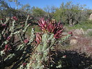photo thumbnail #12